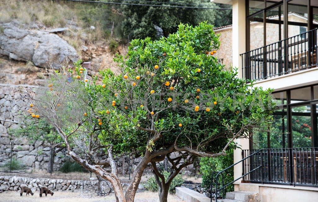 Orange trees with ripe oranges in the orchard near the home. Healthy