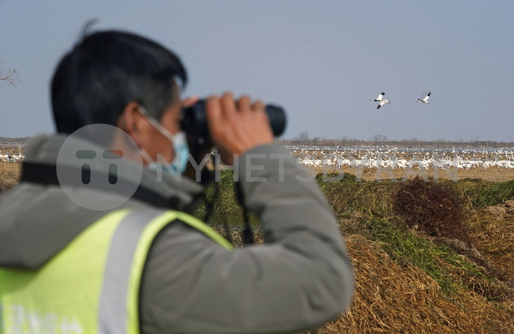 CHINA-JIANGXI-POYANG LAKE-MIGRANT BIRDS (CN)