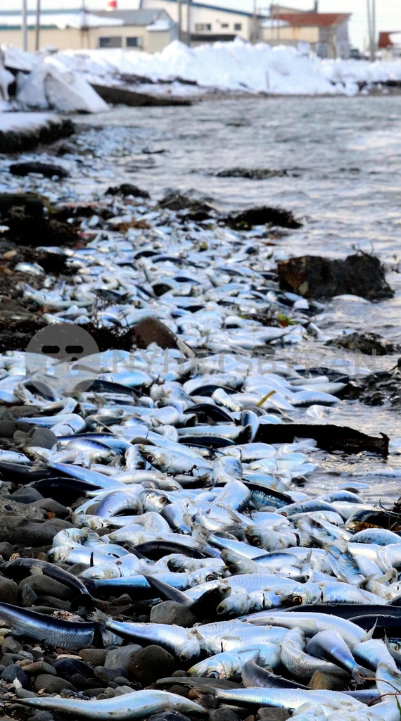 A_large_school_of_sardine_washed_up_on_the_shore_in_Hokkaido_179